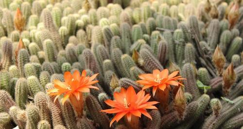 仙人指花有毒吗（毒性分析）