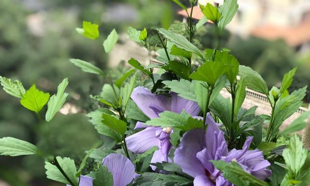木槿花的花语与意义（探索木槿花的深层寓意）