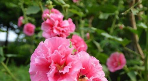 木槿花花语的含义和传承（探寻木槿花花语的深层涵义）