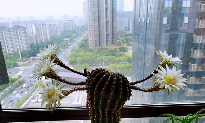 仙人柱的开花过程（探寻仙人柱开花的奥秘）