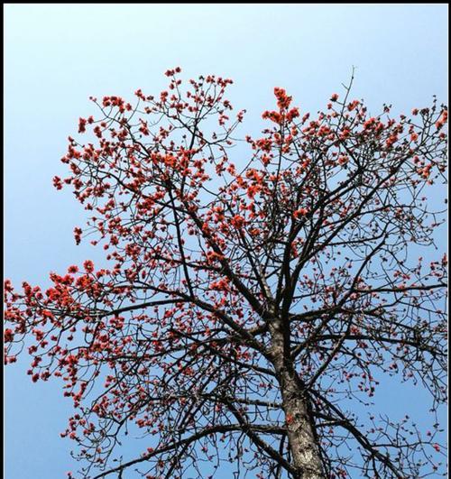广州市花木棉花的花语与寓意（探寻广州市花木棉花的美丽与深意）