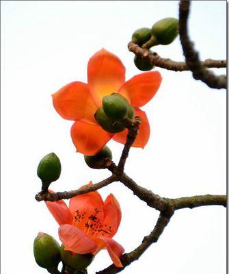 木棉花的寓意与象征（揭示木棉花的内涵与文化象征）