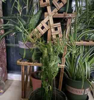仙人柱的种植技巧（从选种到养护）
