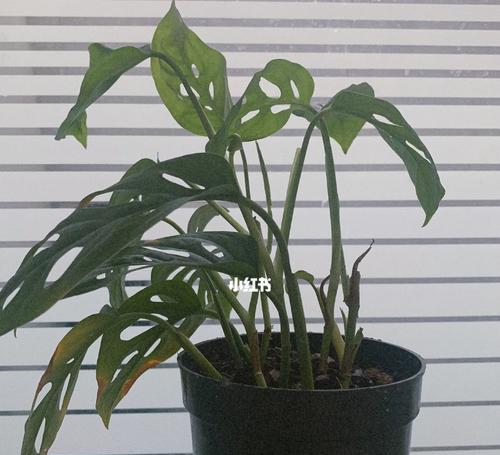仙叶——神秘的药用植物（揭开仙叶的奥秘）