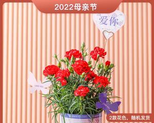 康乃馨的花语和男朋友送康乃馨的意义（深入探究康乃馨的象征意义和男朋友送康乃馨所传递的情感）