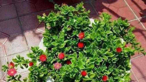 鲜花怕热还是怕冷（揭开鲜花保鲜的谜题）