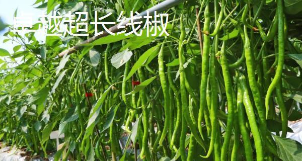线椒种植间距的选择与技巧（如何确定线椒种植间距）