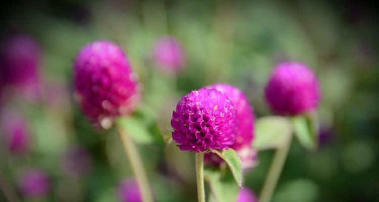 千日粉花语的含义与传承（花开千日）