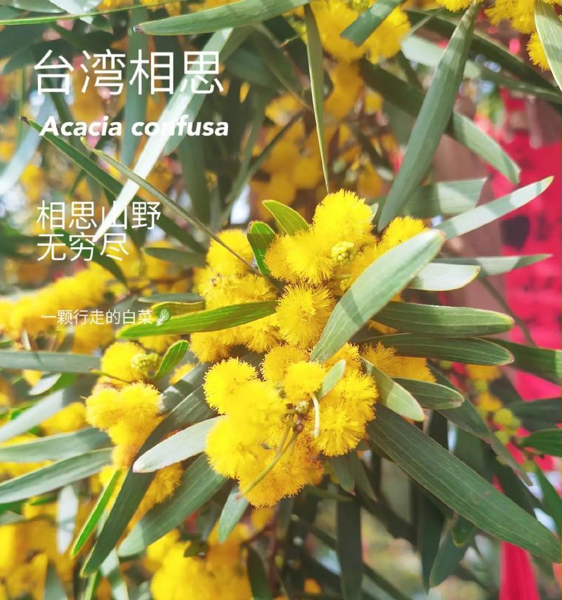 相思树——爱情的象征（相思树的品种）