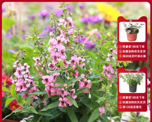 香彩雀浇水技巧（掌握正确浇水方法）