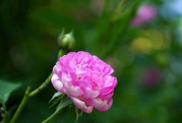 蔷薇花的花语和寓意（蔷薇花的美丽传说与人们的情感纽带）