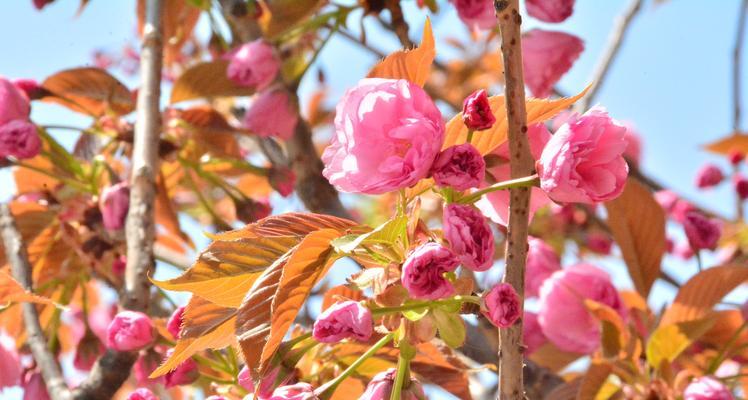 日本樱花（探寻樱花文化的深意）