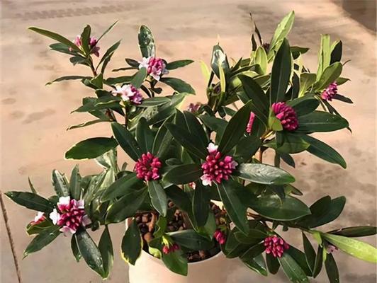 瑞香花（探秘瑞香花的花语及象征意义）