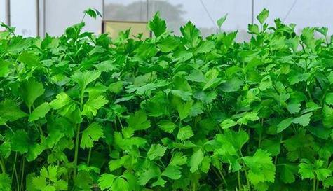 香菜是喜阳光还是喜阴？一文揭秘香菜的喜好环境