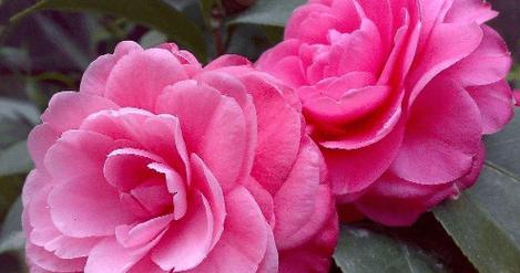 山茶花——爱情的守望（花开寄情）