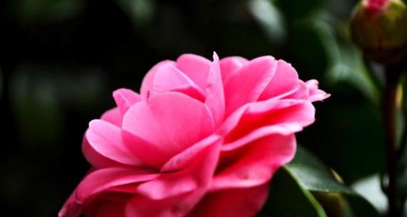山茶花之美（探索山茶花的花语）