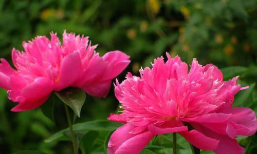 芍药花的寓意与美丽（芍药花的象征意义及其在生活中的应用）