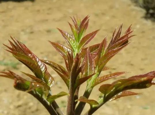 探秘香椿采摘季节（了解香椿采摘的时令和技巧）