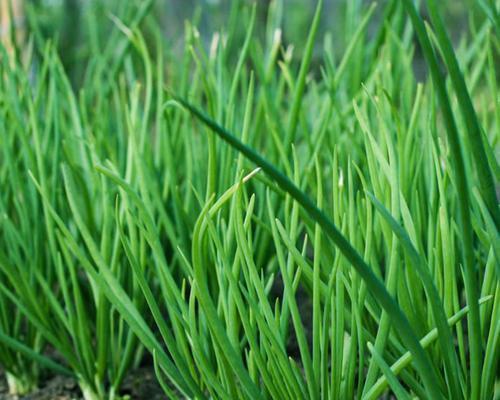 香葱种子的获得与使用（从种植到收获）