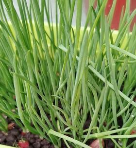 四季小香葱种植指南（四季小香葱如何种植及养护技巧）
