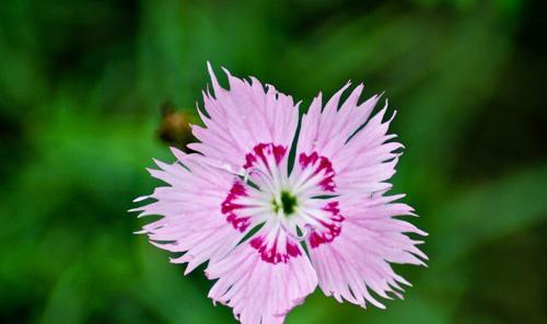 石竹花的花语——追逐爱情的勇气（爱情之花）