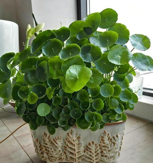 如何高效养长香菇草（全面掌握香菇草养殖技巧）