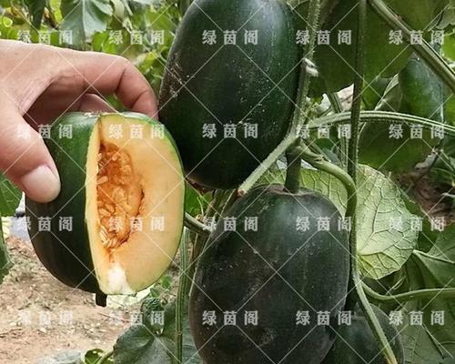 香瓜籽的种植与利用（你知道吗）