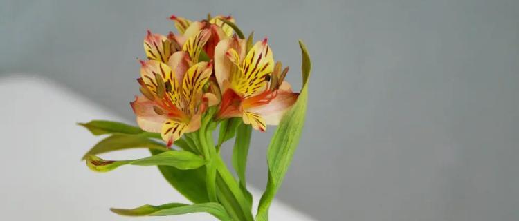水仙百合花的花语和寓意（探索水仙百合花的神秘与美丽）