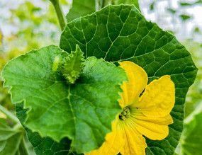 花盆里也能种香瓜（如何利用花盆种植香瓜）