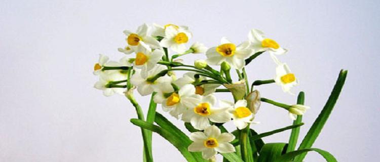 水仙花的花语与意义（探寻水仙花所代表的情感和象征）
