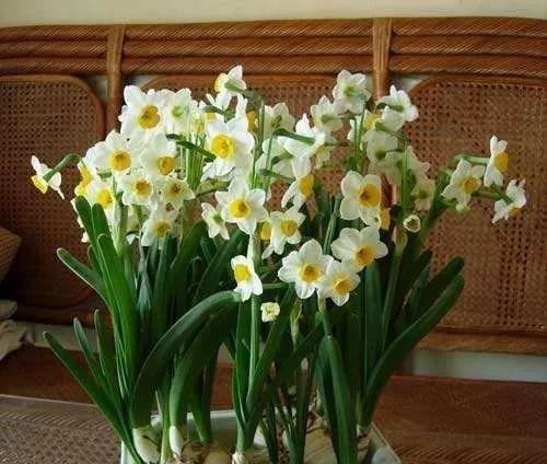 水仙花的花语与象征意义（水仙花的花语及其对人们情感的影响力）