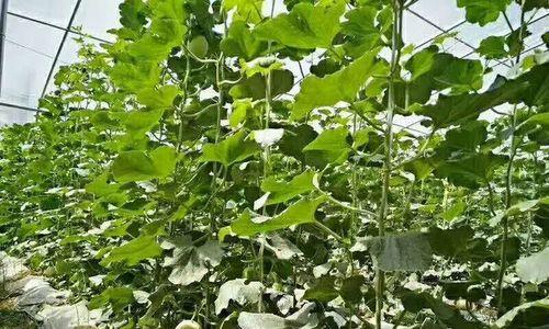 香瓜剪枝技巧详解（合适的时机和方法让香瓜生长更健康）