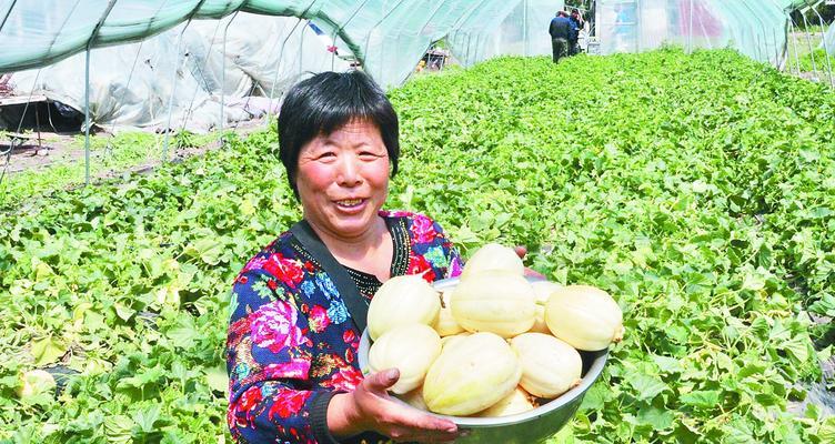 香瓜的营养与食用建议（掌握每日摄入量）
