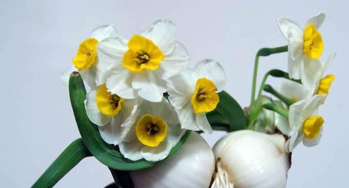 水仙花的花语与寓意（探索水仙花的深层含义）