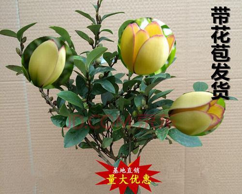 四季花卉的色彩盛宴（探索四季花开的美丽之旅）