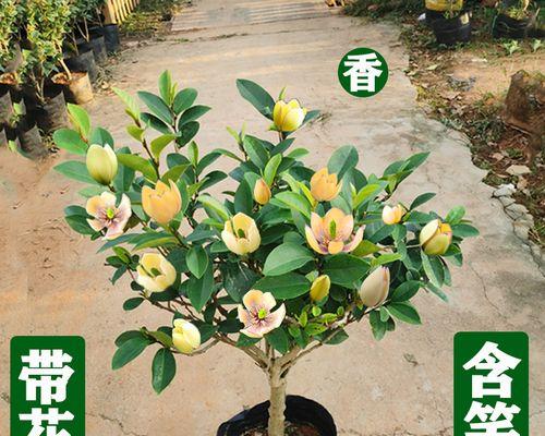 香蕉的储存方法（如何保存新鲜美味的香蕉）
