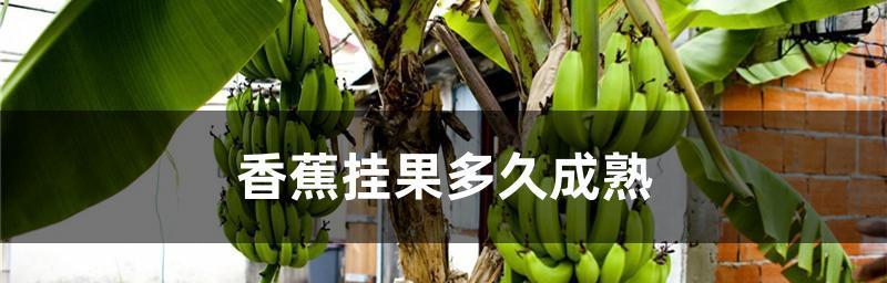 香蕉的成熟期和上市时间（什么时候吃香蕉最好）