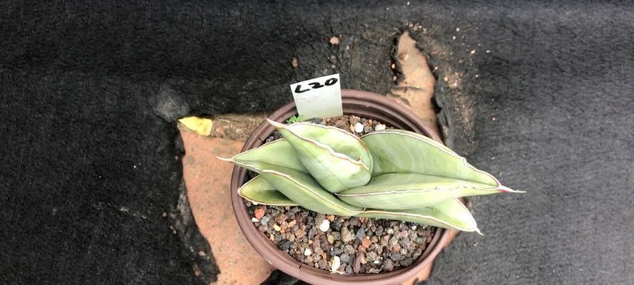 香蕉皮的妙用——浇花神器（利用废弃香蕉皮为花草提供养分）