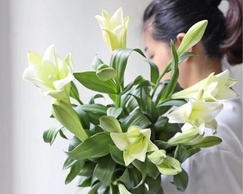 白百合花的象征意义和寓意（以送白百合花表达心意的深远含义）