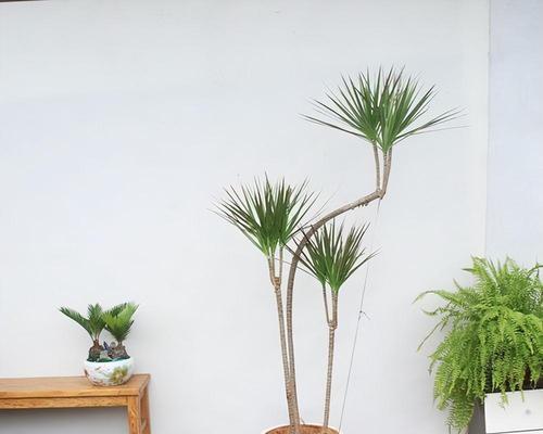 香蕉不是木本植物（揭秘香蕉真正的植物分类）