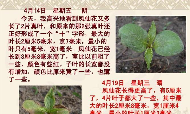 香蕉的生命周期是多年生还是一年生（探究香蕉生长周期及特点）