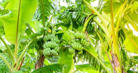 探讨香蕉树在北方的种植情况（北方果园的新选择）