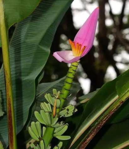 香蕉树开花的奇妙过程（探秘香蕉树的花朵和果实）