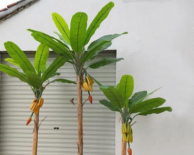 盆栽香蕉树是否能结果（探寻盆栽香蕉树果实丰硕的方法）