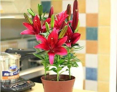 香水百合开花后的护理方法（让花期更长久）