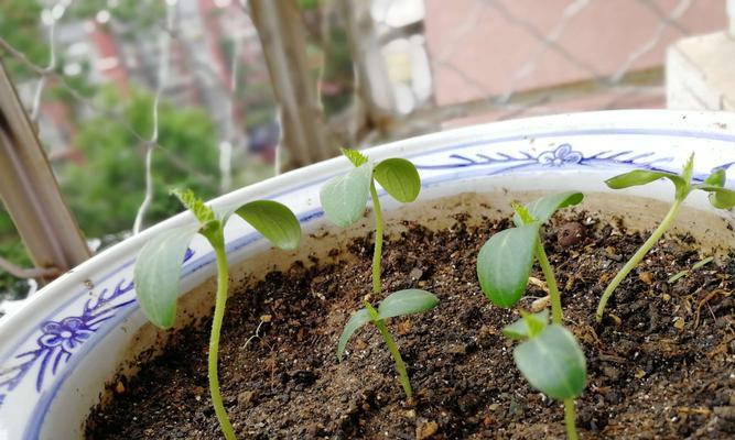 如何种植香水兰球根？