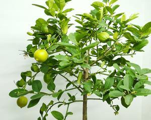 香水柠檬盆栽种植全攻略（如何在家中种植出美丽的香水柠檬）