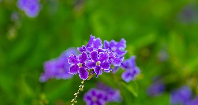 香味花卉（美丽的气味世界）