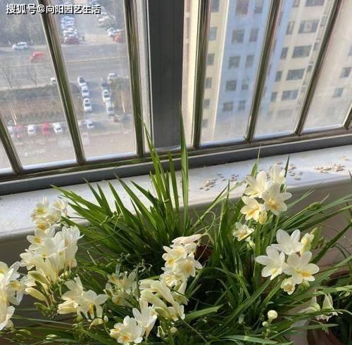 如何选择合适的时间种植香雪兰（掌握关键月份）