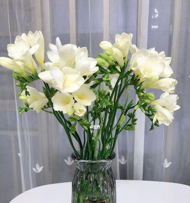 香雪兰喜阳还是喜阴（揭开香雪兰生长的真相）